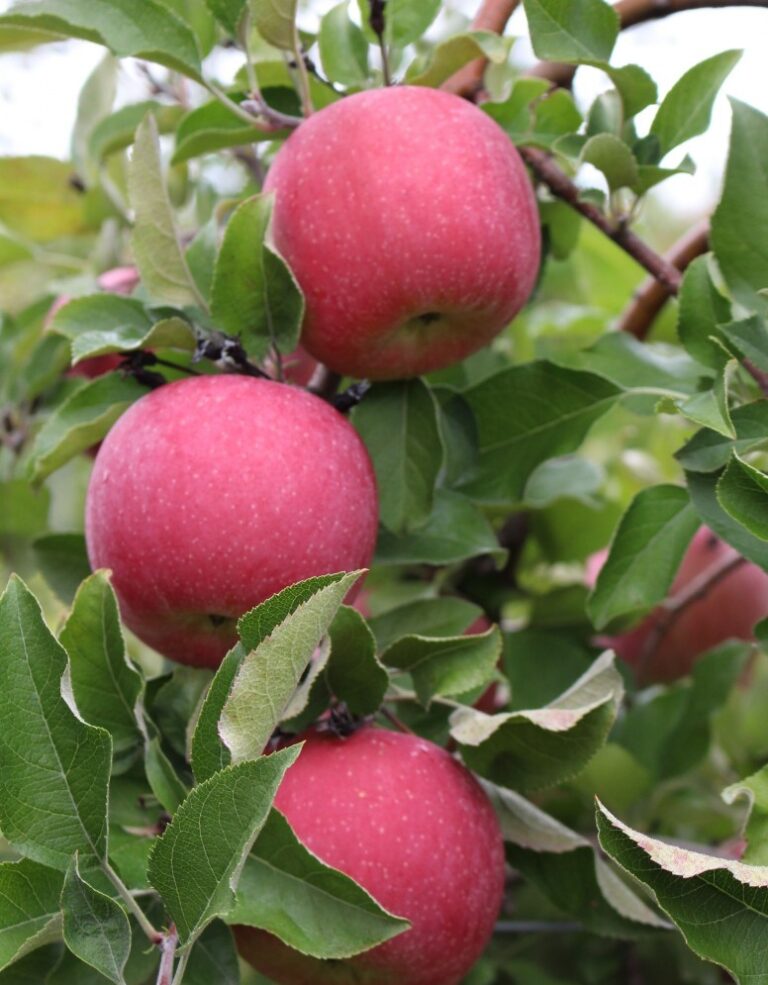 Fuji Apple Gingerich Tree Farm