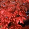 Autumn Blaze Maple - Image 2