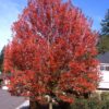 Autumn Blaze Maple