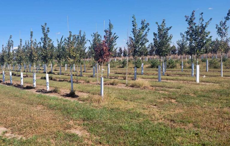 Picture of the best tree farm in Illinois Gingerich tree farm