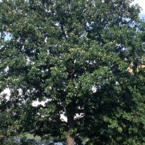 Bur Oak - 3 Gallon Pot