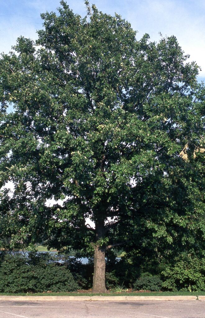 Bur Oak – Gingerich Tree Farm