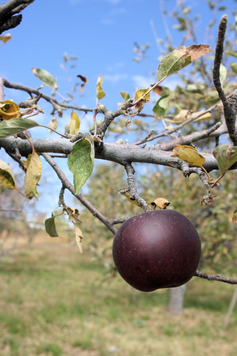 Arkansas Black Apple Gingerich Tree Farm