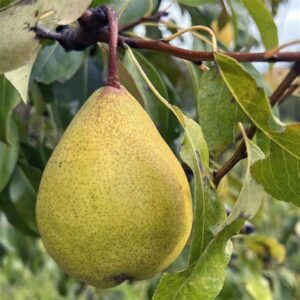 Late Season Sugar Pear – Gingerich Tree Farm