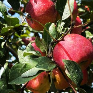 "Eddie" Apple - 2 Year Bareroot