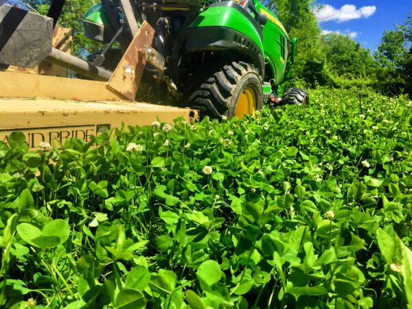 RWWP Clover & Chicory Blend - Image 3