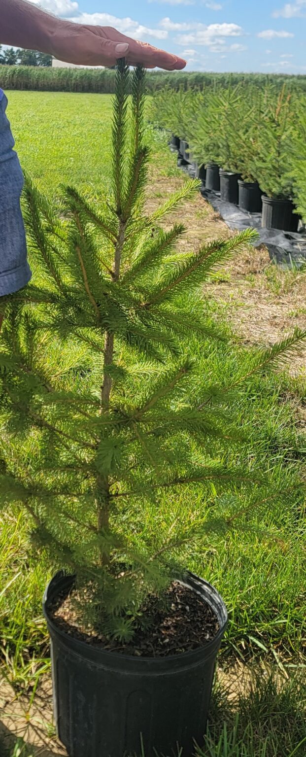 Norway Spruce – Gingerich Tree Farm