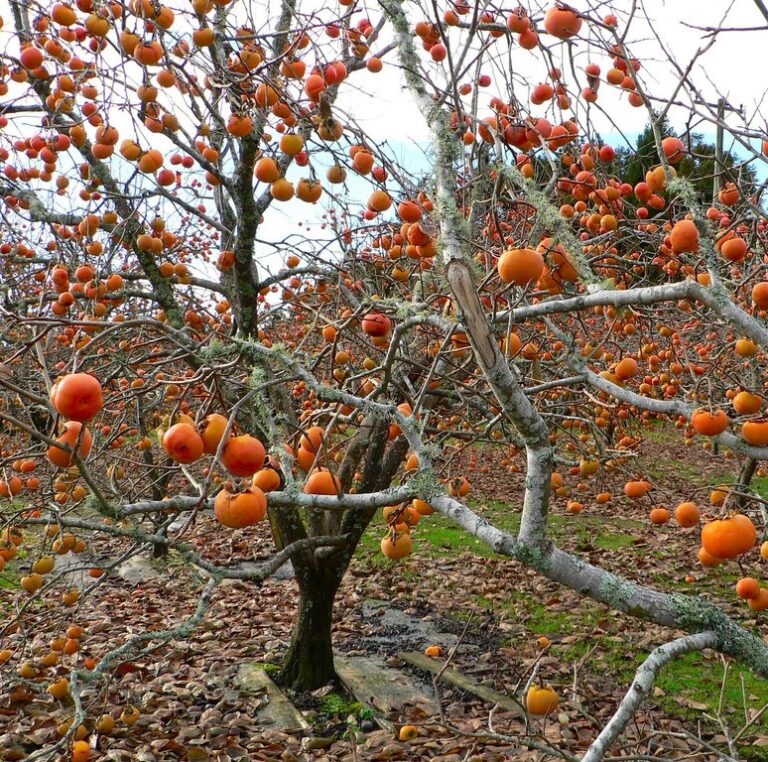 Persimmon Trees, (Grafted) Gingerich Tree Farm