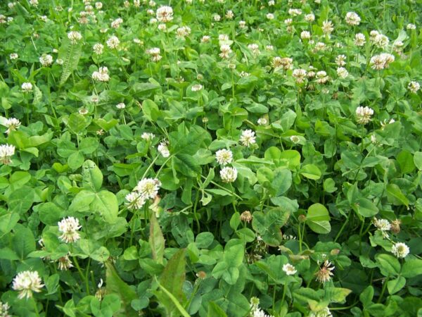 RWWP Clover & Chicory Blend - Image 5
