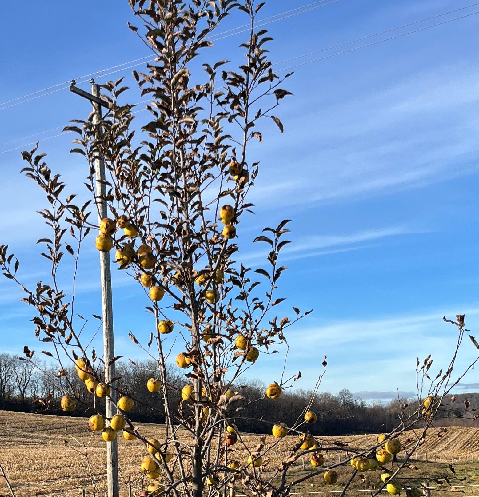 Rut Master in Late November Gingerich Tree Farm