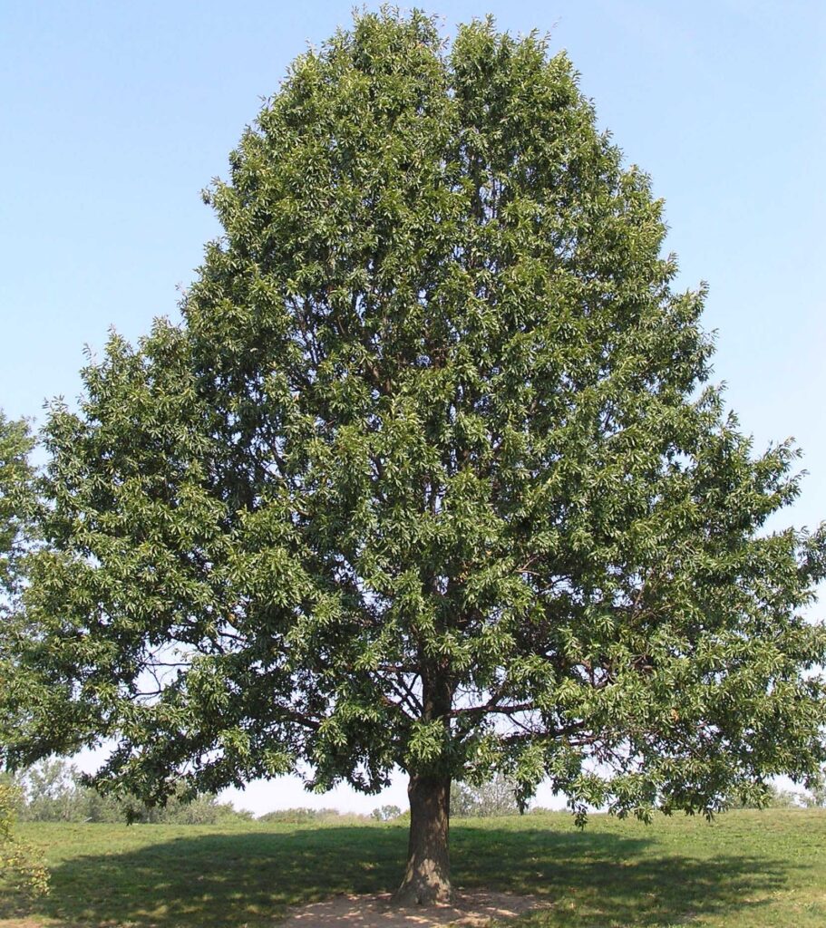 Shingle Oak – Gingerich Tree Farm