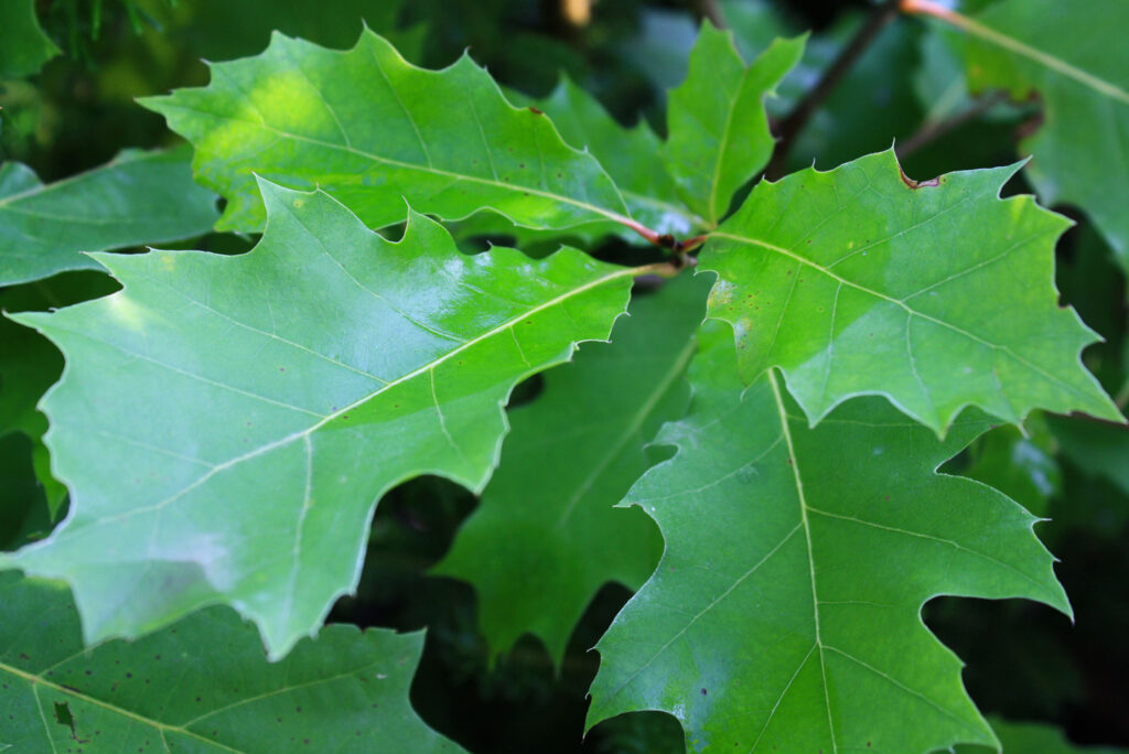 Red Oak – Gingerich Tree Farm