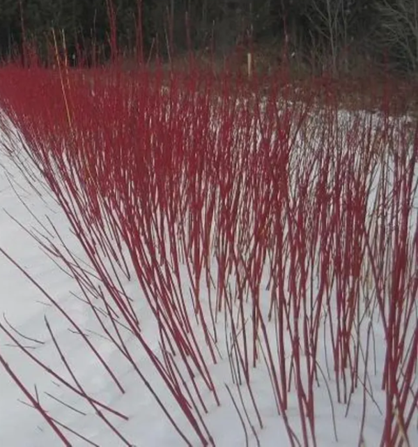 Dogwood (Red Osier)