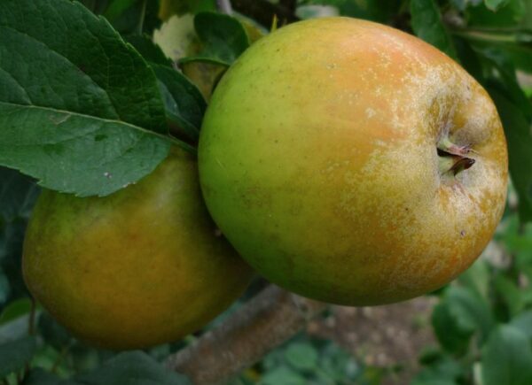 English Golden Russet